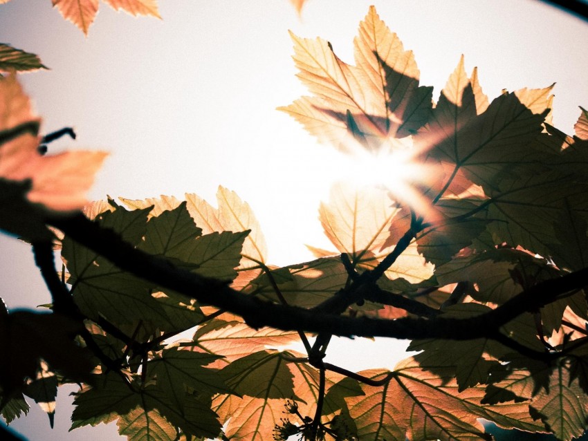 leaves, branches, sun, sunshine, light