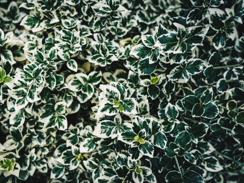 leaves, bush, plant, white, green, spotted