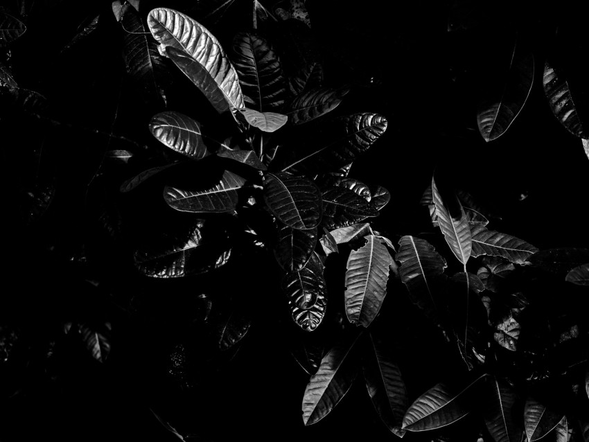 leaves, bw, dark, plant, black