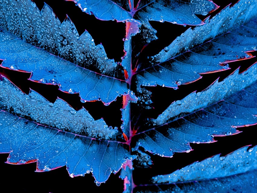 leaves, carved, drops, photoshop, plant, blue