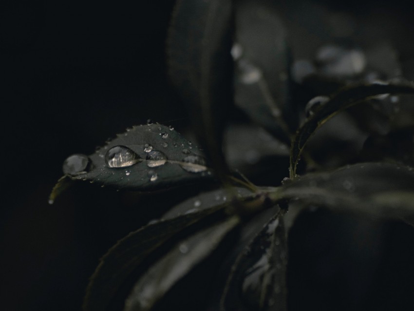 leaves, drops, dew, plant, dark, macro