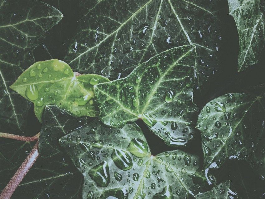 leaves, drops, dew, water, plant, exotic, surface