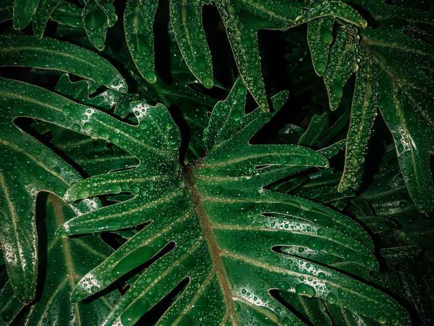 leaves, drops, moisture, green, wet