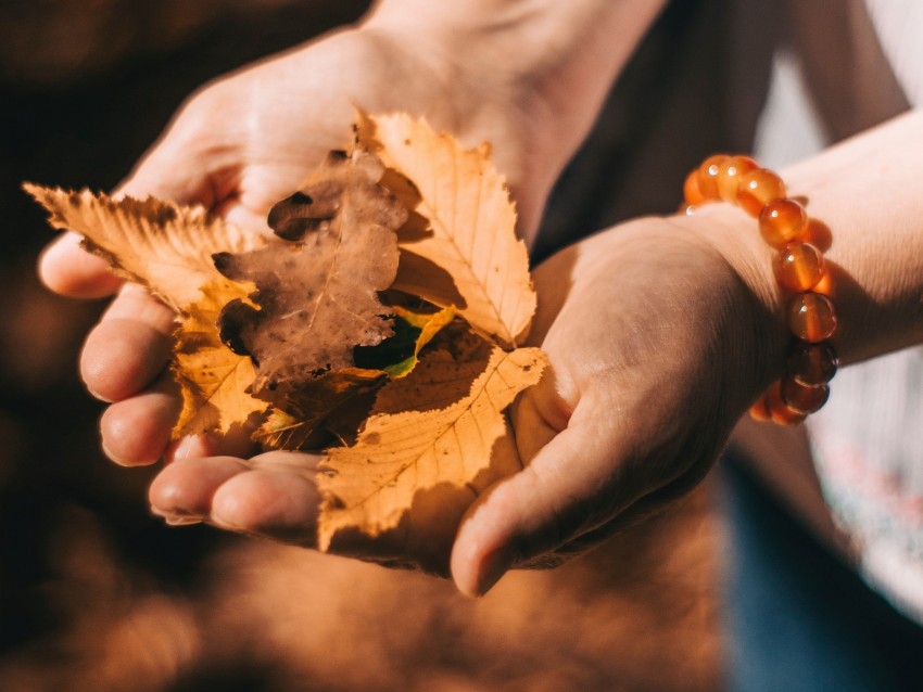 leaves, dry, yellow, hands, autumn