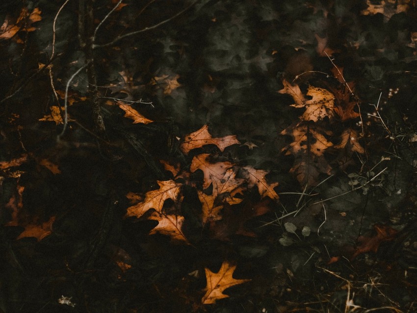 leaves, fallen, autumn, water