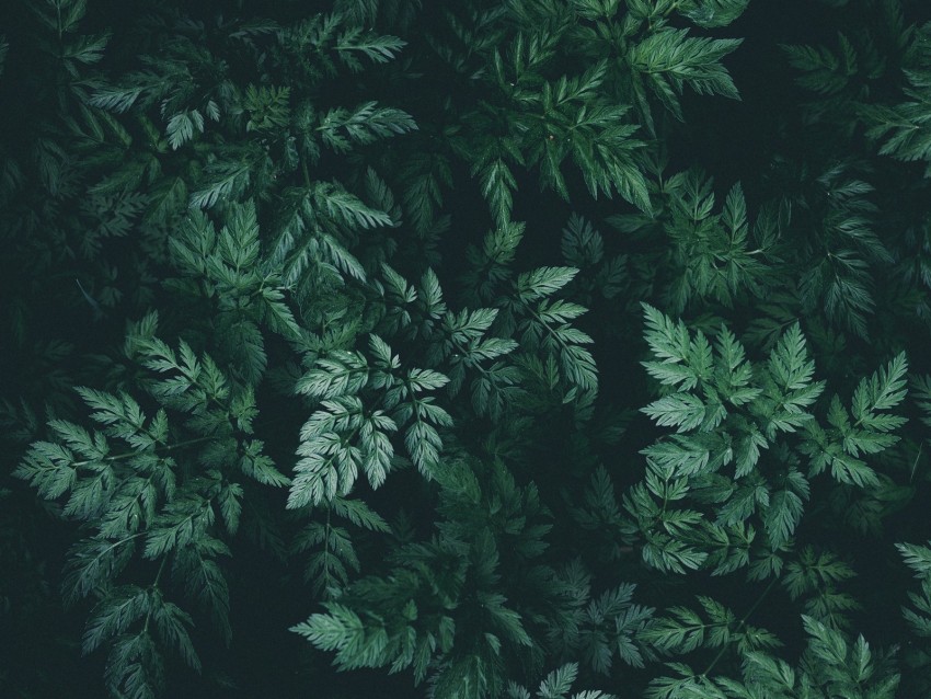 leaves, green, dark, plant