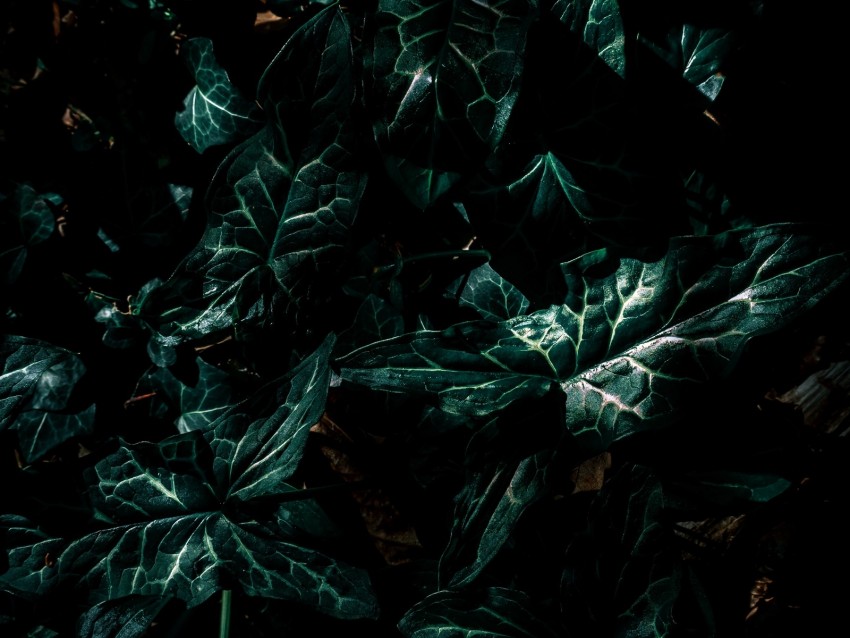 leaves, green, plant, dark