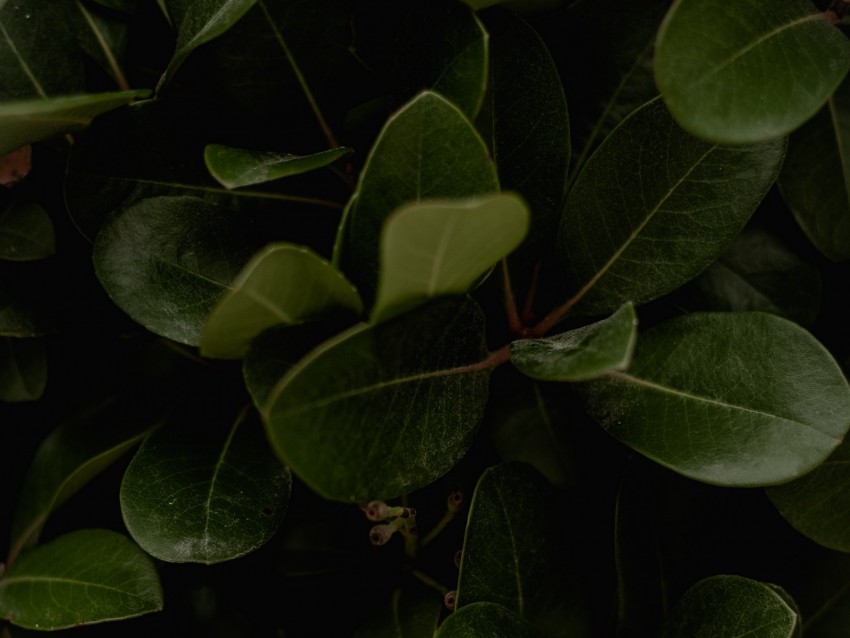 leaves, green, plant, surface, glossy