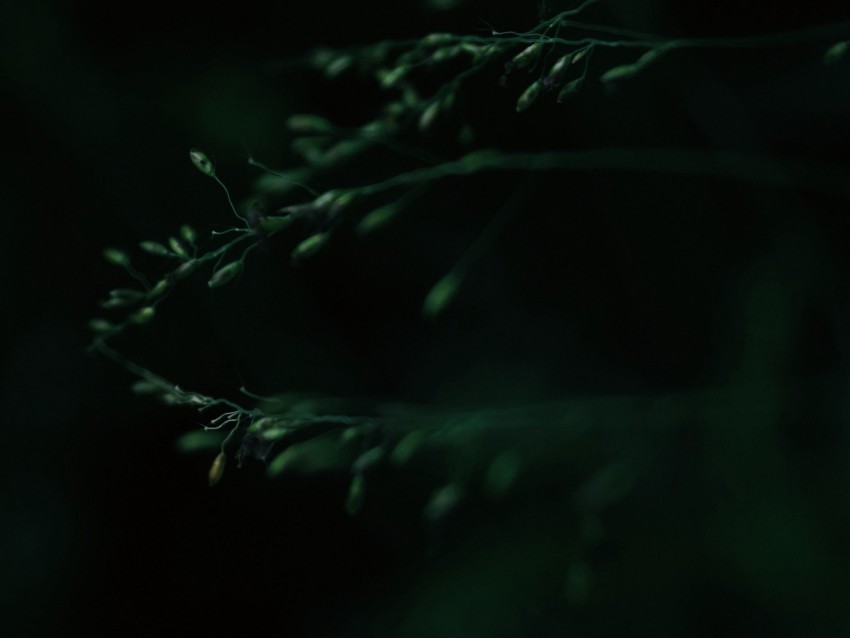 leaves, macro, dark, green, blur
