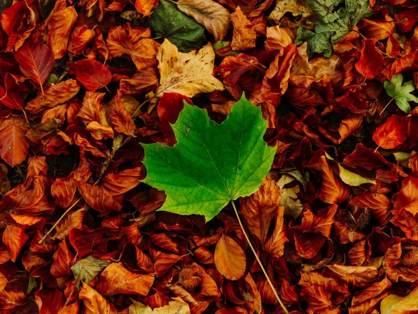 leaves, maple, autumn, fallen, contrast