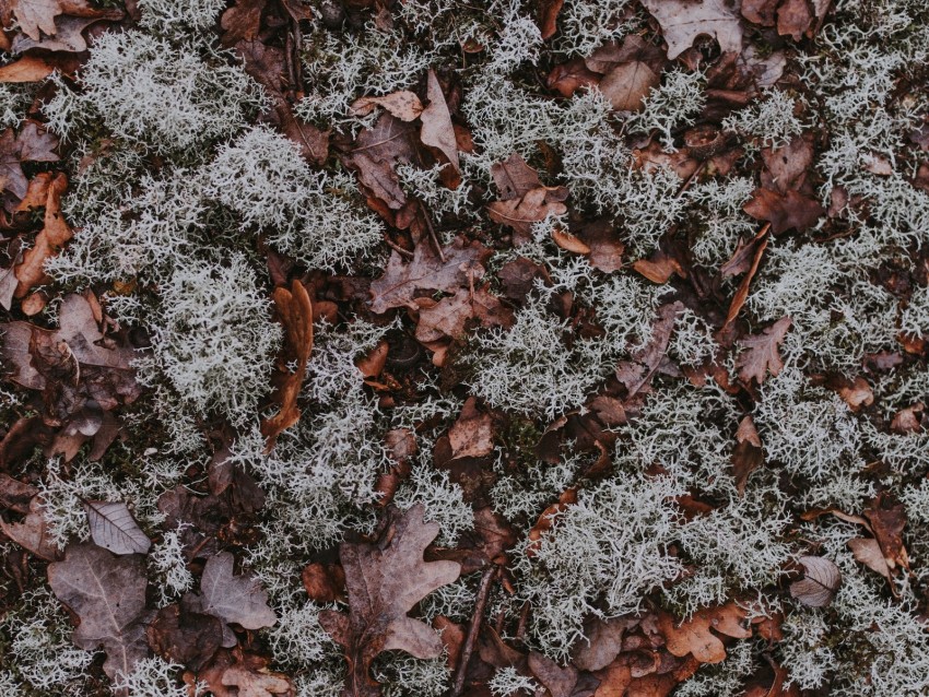 leaves, moss, dry, ground, fallen, autumn