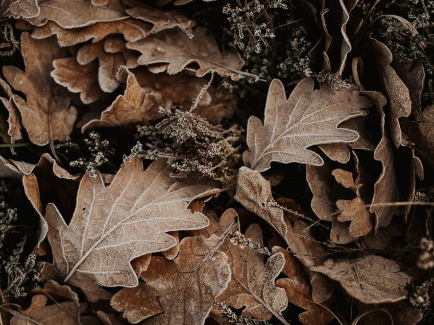 leaves, oak, autumn, frost, fallen