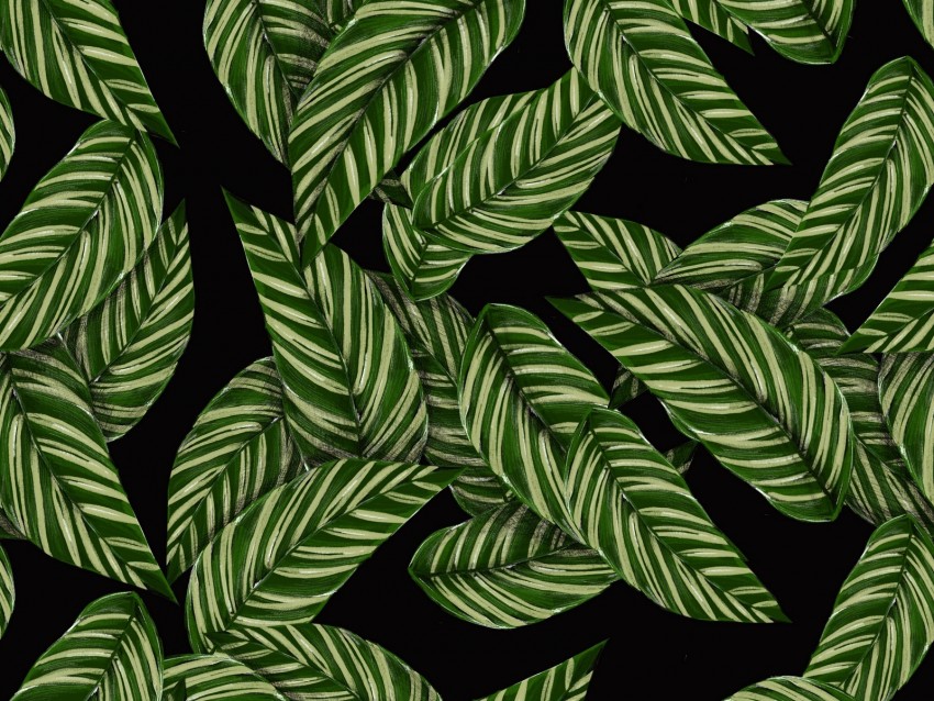 leaves, patterns, texture, green, black