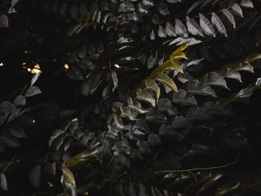 Leaves Plant Branches Bush Dark Png - Free PNG Images