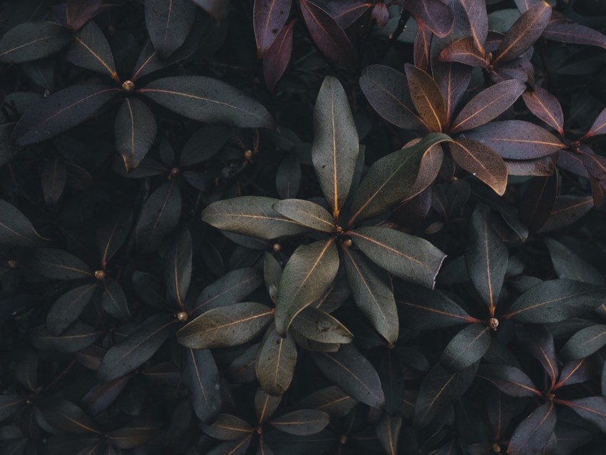 leaves, plant, bush, green, gray, dark background@toppng.com