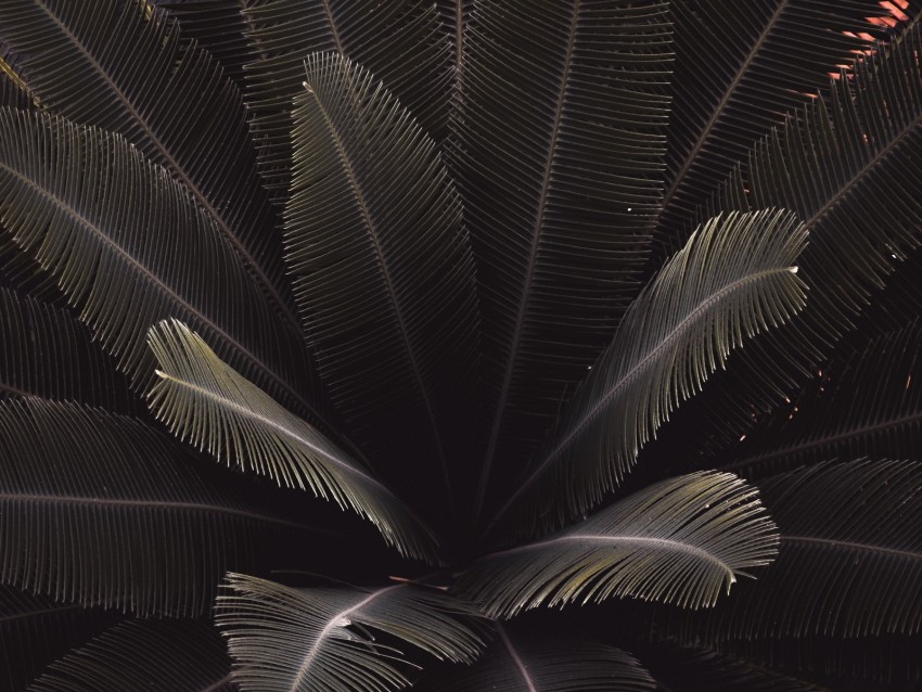 leaves, plant, carved, green, dark, shade