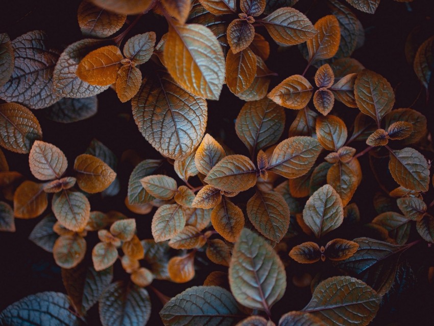 leaves, plant, carved, macro, bush, blur