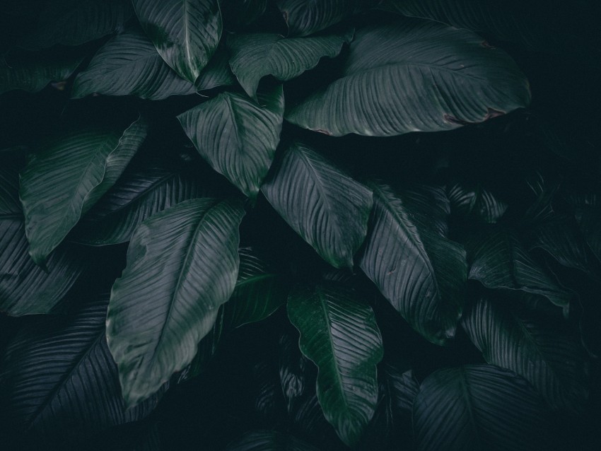 leaves, plant, dark