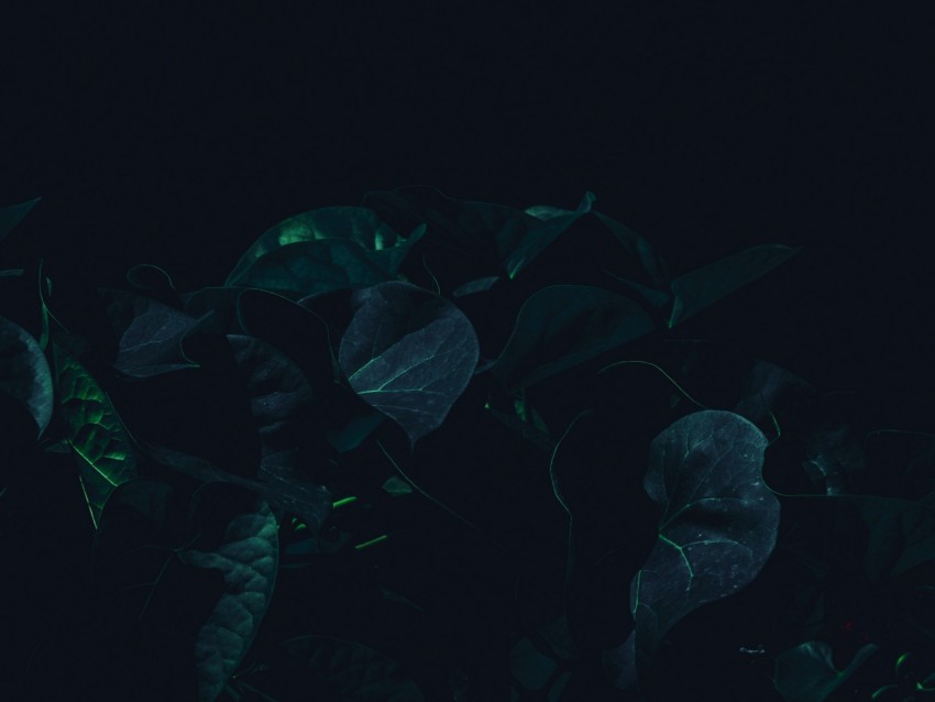 leaves, plant, dark, green, shade