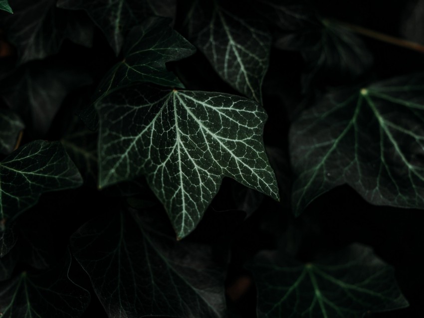 free PNG leaves, plant, green, dark, bush background PNG images transparent