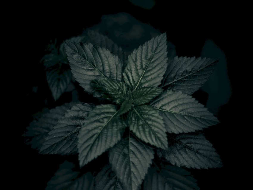 leaves, plant, green, dark, closeup, macro