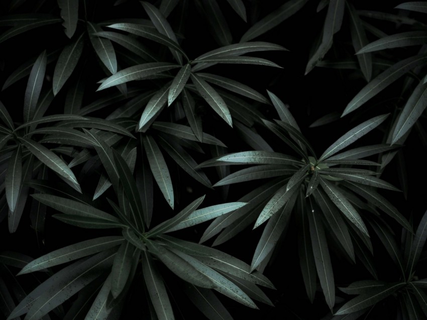 leaves, plant, green, dark, shade