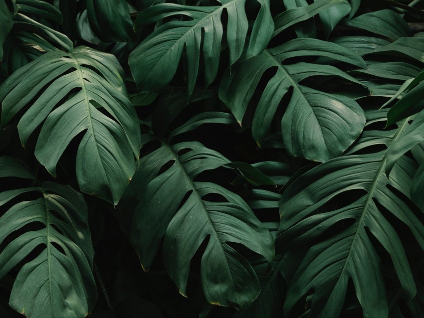 leaves, plant, green, dark, vegetation