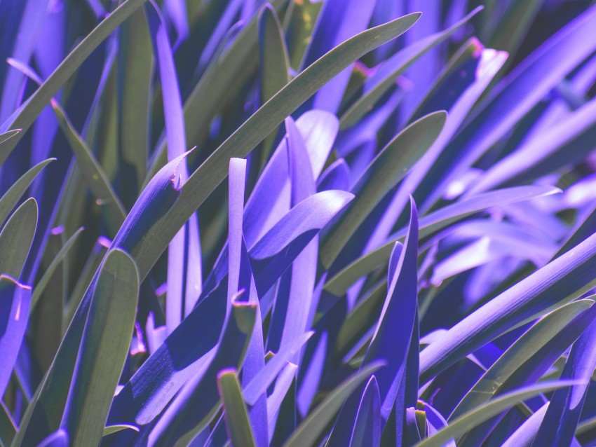 leaves, plant, purple, macro, blur