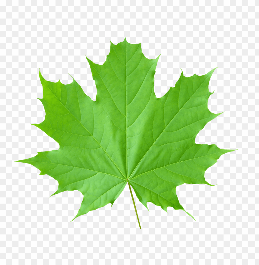 leaves png, png,leave