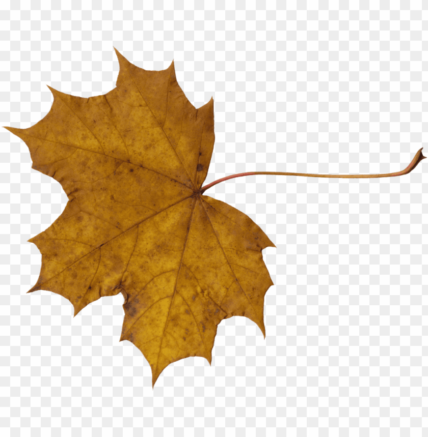 Leaves Png Images Background - Image ID Is 131538 | TOPpng