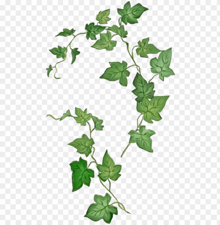 leaf, draw, decorative, sketch, ivy vine, pencil, plant pot