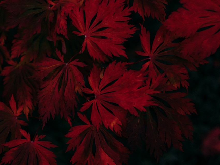 leaves, red, black, dark, plant