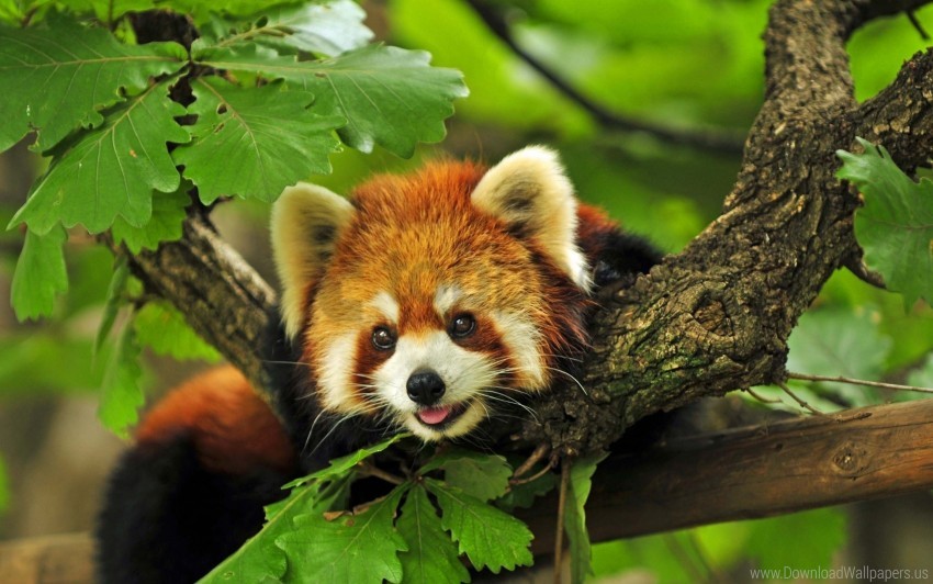 leaves red panda tree wallpaper background best stock photos - Image ID 155368