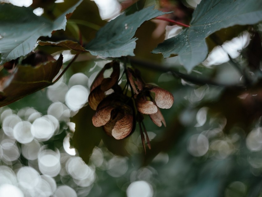 leaves, seeds, maple, branches, blur, bokeh