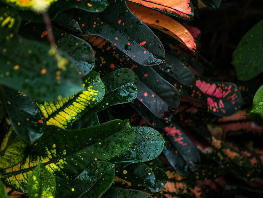 leaves, spots, colorful, wet, drops