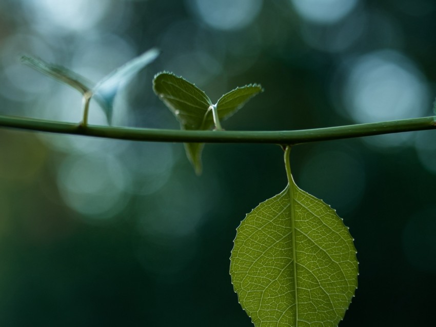 leaves, stem, green, macro, blur, bokeh