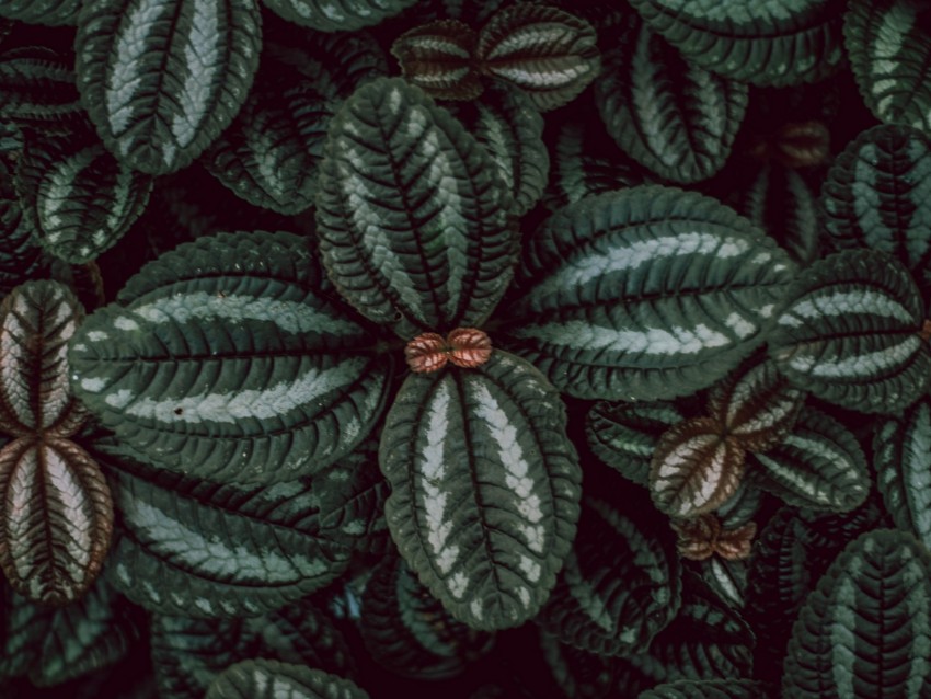 leaves, stripes, surface, macro, plant