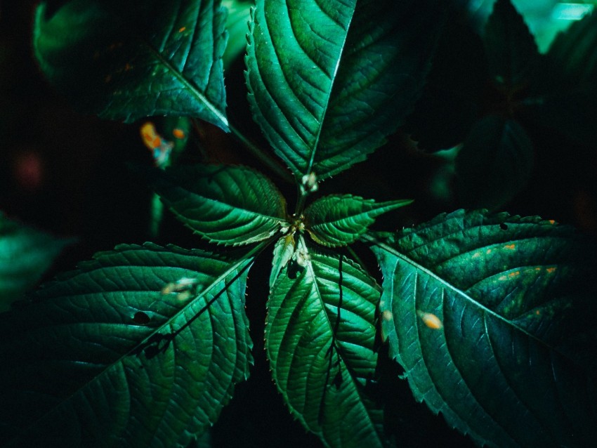 leaves, surface, green, veins, plant, macro