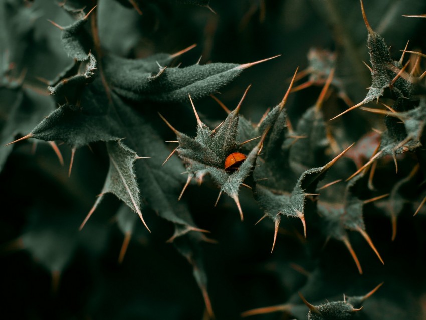leaves, thorns, ladybug, insect, macro