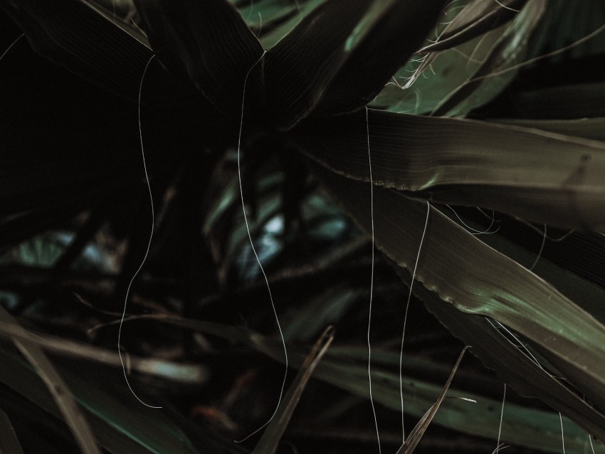 leaves, threads, palm, plant, tropical