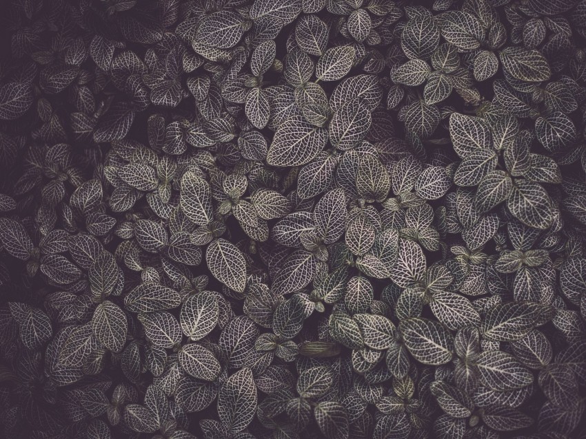 leaves, veins, plant, texture