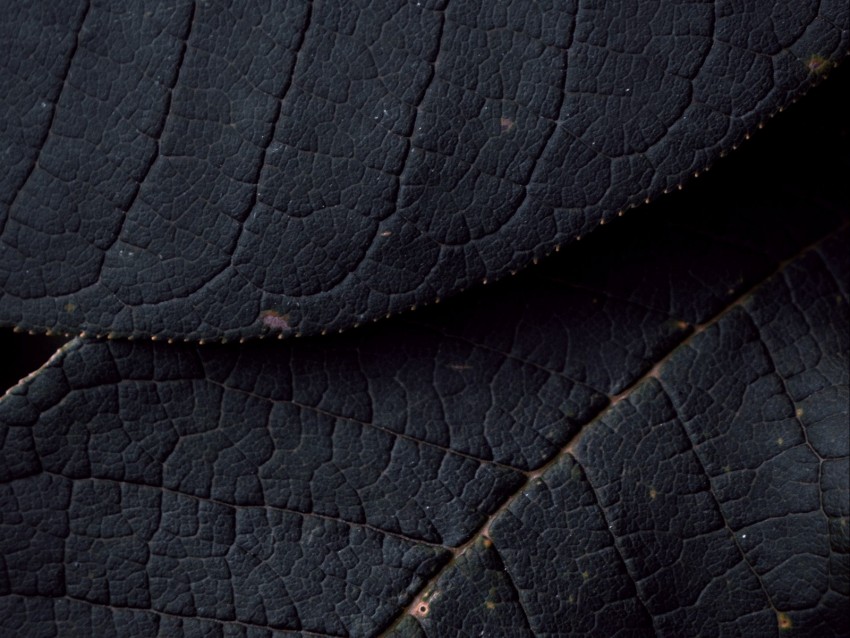 leaves, veins, texture, surface, macro