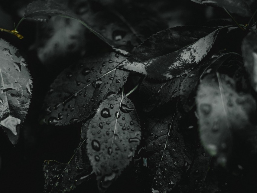 leaves, wet, drops, dark, plant