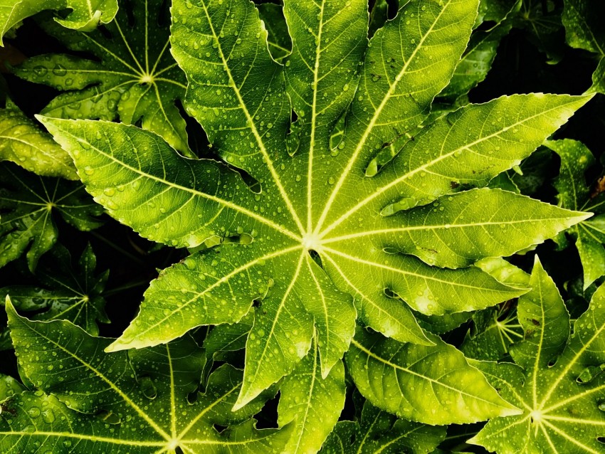 leaves, wet, drops, green, macro
