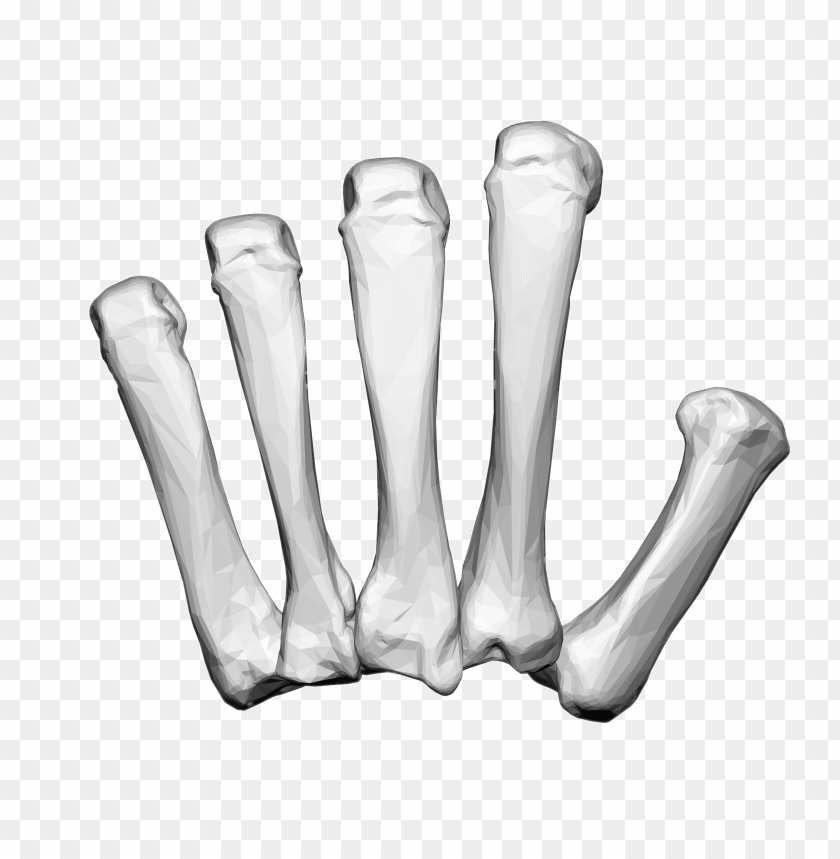 people, bones of the body, left hand carpal bones, 