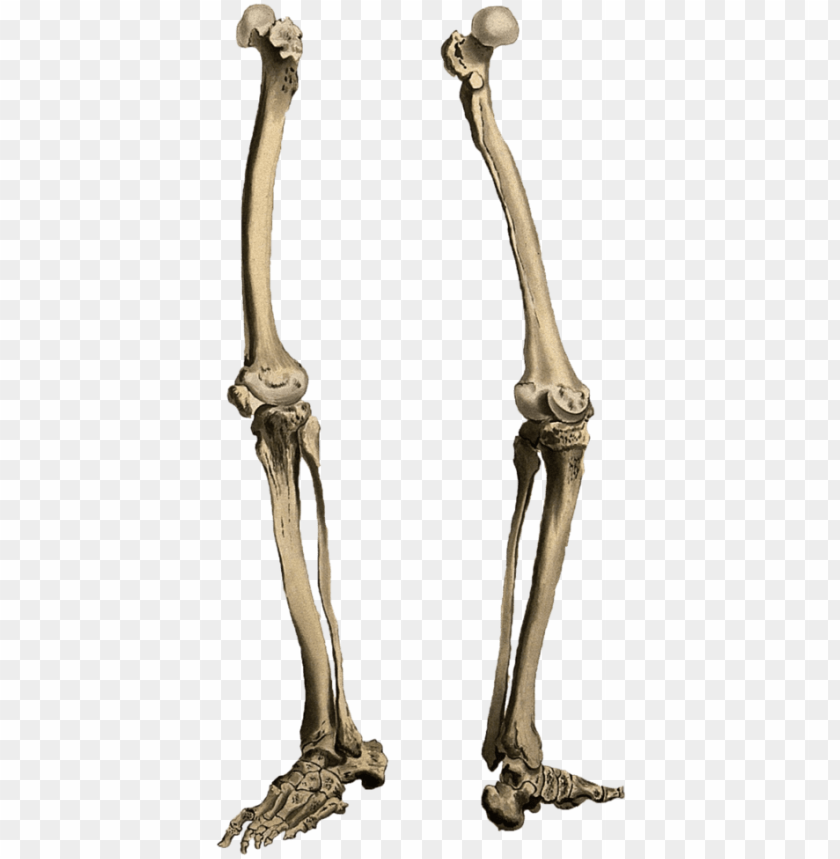 leg bone png - skeleton legs PNG image with transparent background@toppng.com