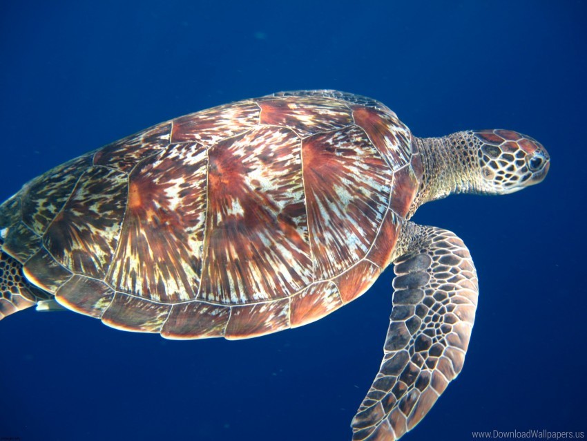 legs sea swim turtle wallpaper background best stock photos - Image ID 160917
