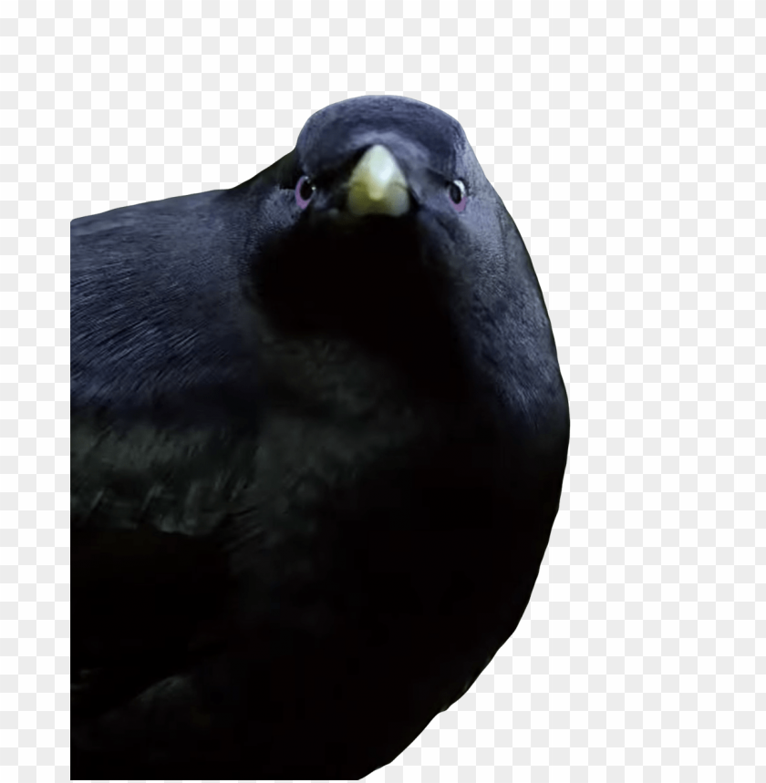 memes, lemme smash, bird, black, memes