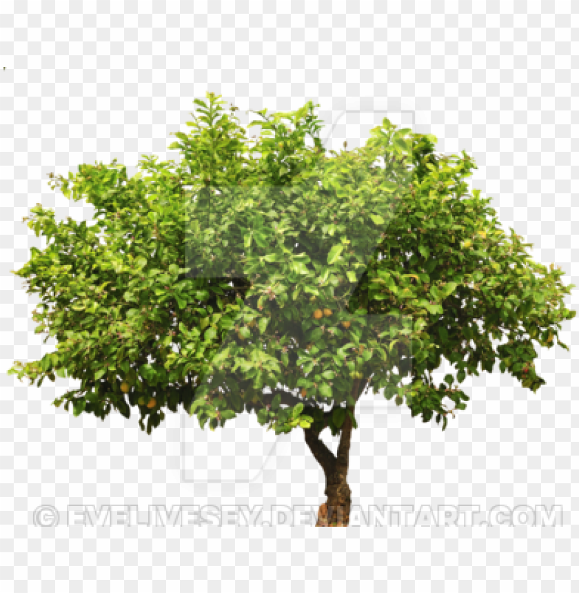 free PNG lemon tree top png - lemon tree cut out PNG image with transparent background PNG images transparent
