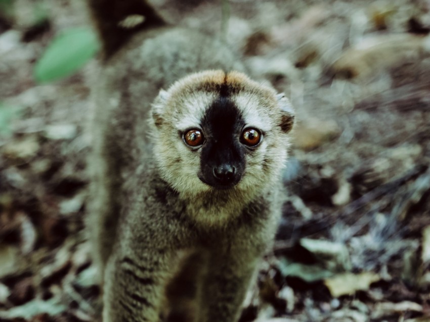 lemur, animal, glance, primate, wildlife
